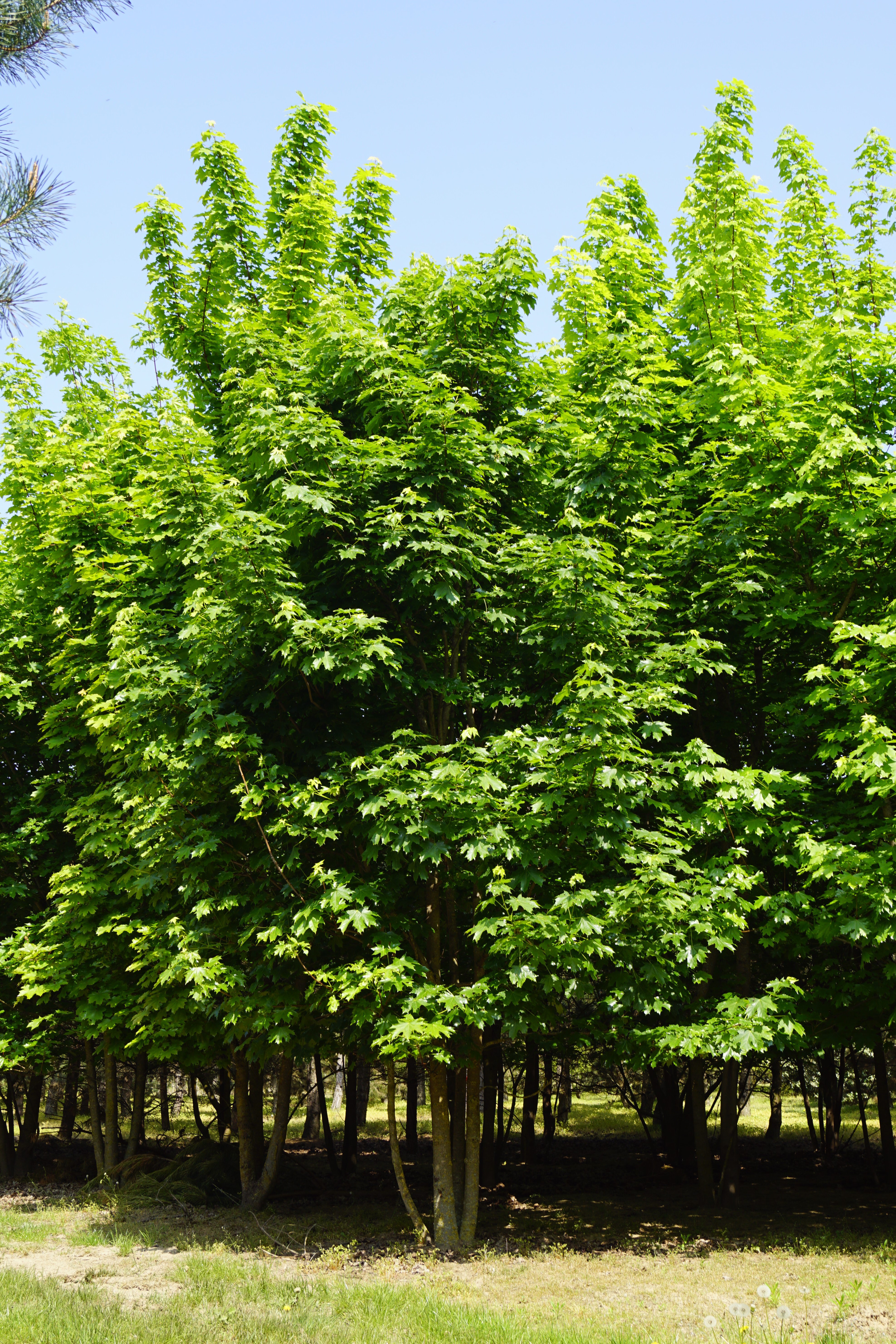 Acer platanoides (3)